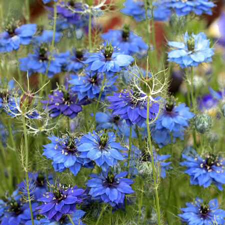 Nigella damascena - Borzaskata "Miss Jekyll Dark Blue" (min. 30 szem)