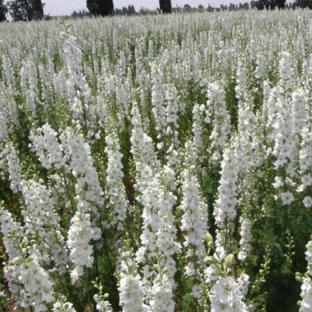 Delphinium consolida - Szarkaláb "White Spire" (min. 50 szem)