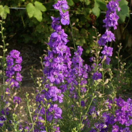 Delphinium consolida - Szarkaláb "QIS Lilac" (min. 50 szem)