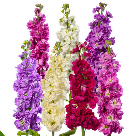 Matthiola incana - Nyári viola "Anytime mix" (min. 20 szem)