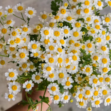 Tanacetum parthenium - Őszi margitvirág "Vegmo Single" (min. 20 szem)