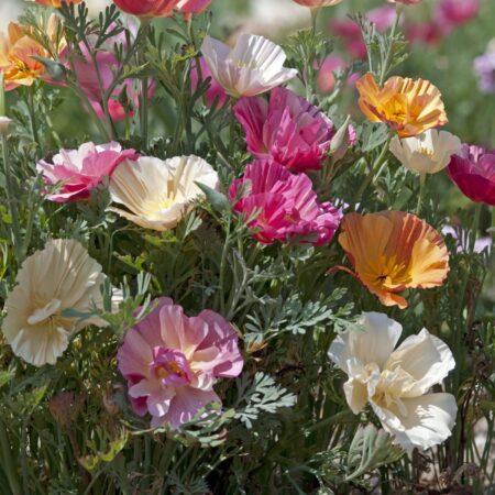 Eschscholzia - Kaliforniai kakukkmák "Thai Silk Mix" (min. 20 szem)