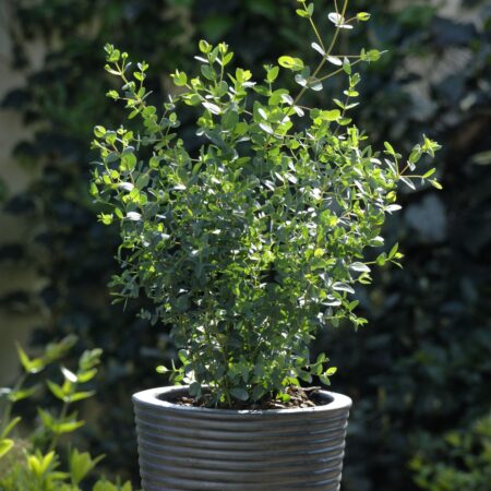 Eucalyptus parvifolia Boxwood (min. 20 szem)