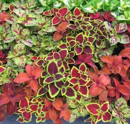 Coleus blumei - Díszcsalán "Wizzard MIX" (min. 20 szem)
