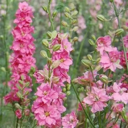 Delphinium consolida - Szarkaláb "QIS Rose" (min. 50 szem)