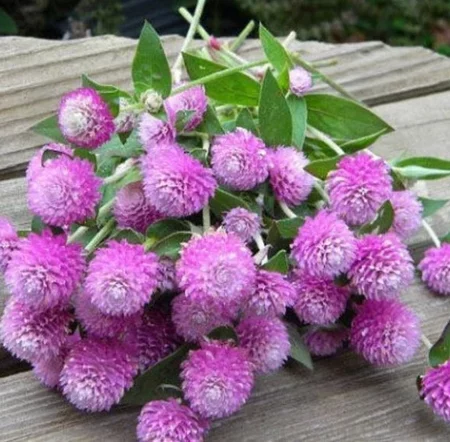 Gomphrena globosa - Bíborka "QIS Lilac" (min. 20 szem)