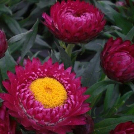 Helichrysum bracteatum - Szalmarózsa "Purple red" (min. 30 szem)