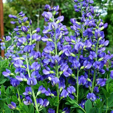Baptisia australis – Déli borsófürt “Caspian Blue” (min. 10 szem)