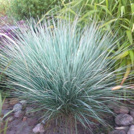 Andropogon scoparius - Fenyérfű "Prairie Blues" (min. 10 szem)