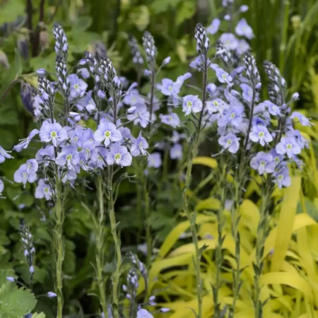 Veronica gentianoides - Tárnicslevelű veronika (min. 20 szem mag)