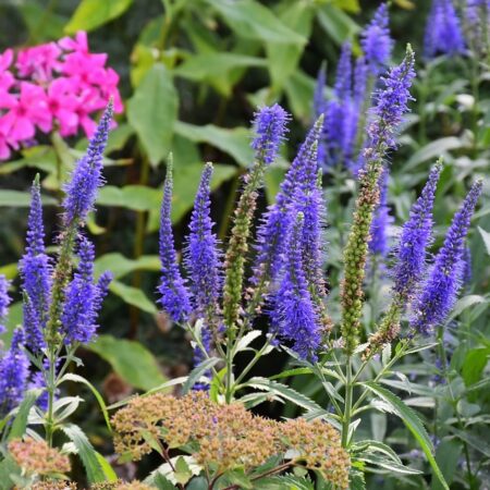Veronica longifolia - Hosszúlevelű veronika "blue shade" (min. 30 szem mag)