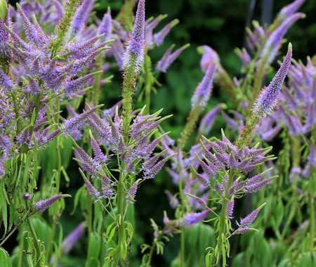 Veronicastrum virginicum caeruleum - Virginiai veronica "kék" (min. 20 szem)