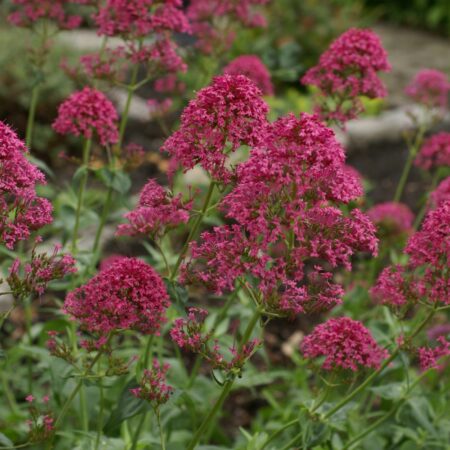 Centranthus ruber - Sarkantyúvirág "Pretty Bettsy" (min. 20 szem mag)
