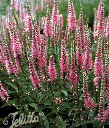 Veronica longifolia - Hosszúlevelű veronika "Pink shades" (min. 20 szem)