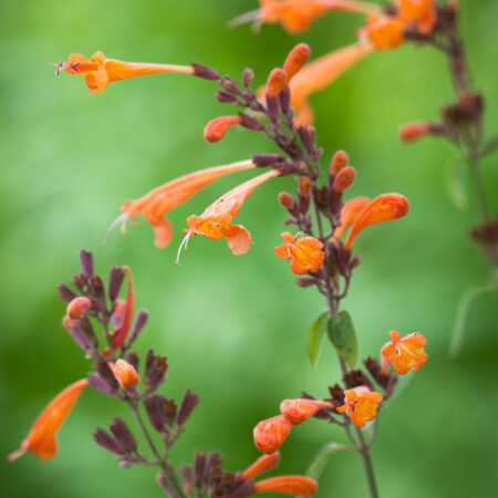 Agastache aurantiaca - Narancssárga izsópfű Navajo Sunset" (min. 20 szem)