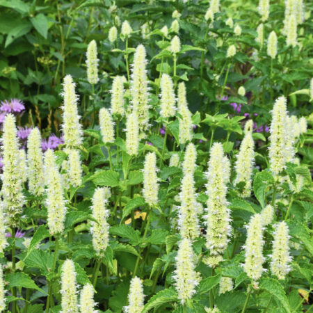 Agastache rugosa - Ánizsillatú izsópfű "Alabaster" (min. 20 szem)