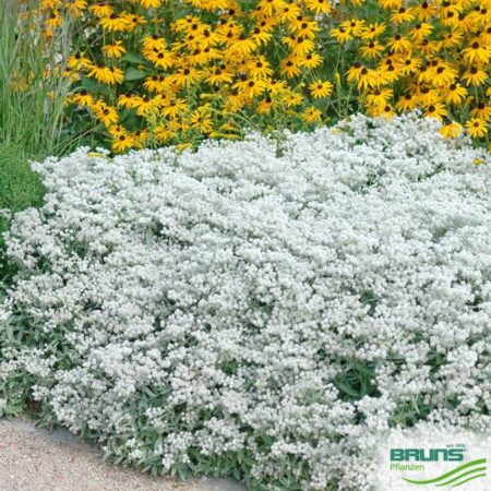 Anaphalis triplinervis - Ezüstös gyöngykosárka (min. 20 szem)