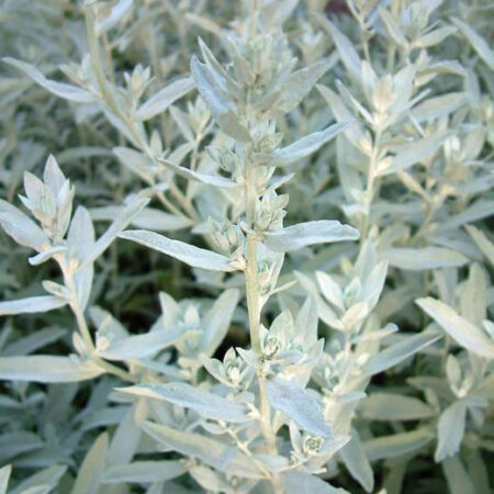 Artemisia ludoviciana - Gyopáros üröm (min. 30 szem)