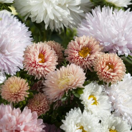 Callistephus chinensis / Aster - Őszirózsa "The Roses MIX" (min 50 szem)