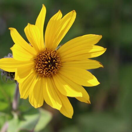 Helianthus mollis - Lágylevelű napraforgó (min. 20 szem mag)