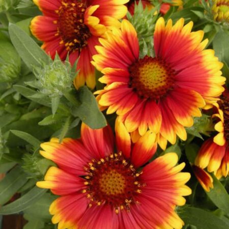 Gaillardia aristata - Kokárdavirág "Bremen/Torchlight" (min. 20 szem mag)