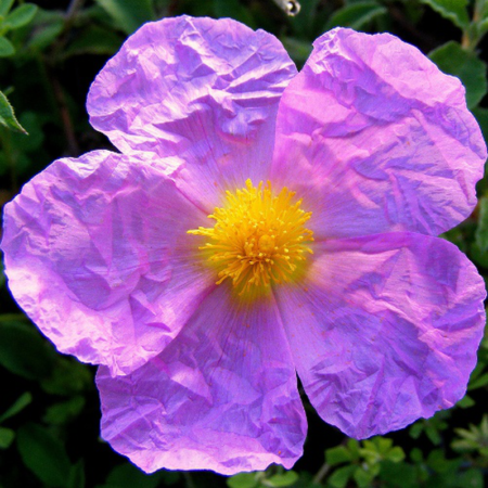 Cistus incanus ssp. tauricus GOLD N. - Bodorrózsa (min. 20 szem)