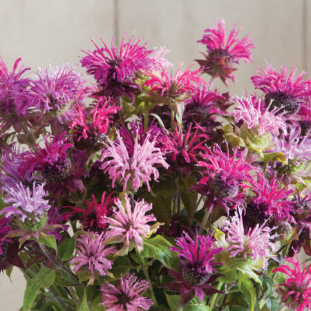 Monarda didyma - Méhbalzsam "Panorama mix" (min. 20 szem)
