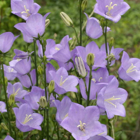 Campanula persicifolia - Baracklevelű harangvirág "Blue Bells" (min. 20 szem)
