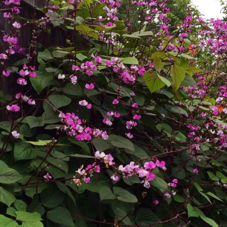 Dolichos lablab - Jácintbab "Ruby Moon" (min. 5 szem)