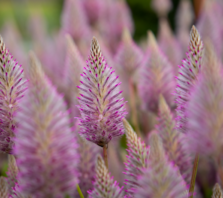 Ptilotus exaltatus - Mula-mula "Matilda F1" (min. 5 szem)