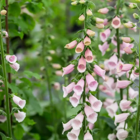 Digitalis purpurea - Gyűszűvirág "Apricot" (min. 20 szem)