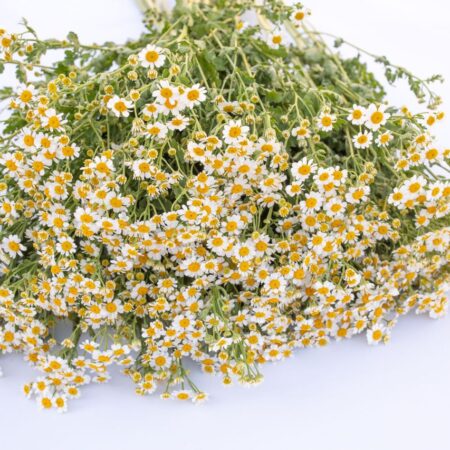 Tanacetum parthenium - Őszi margitvirág "Victory Single white" (min. 20 szem)