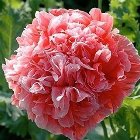 Papaver somniferum - Díszmák "Double Salmon" (min. 50 szem)