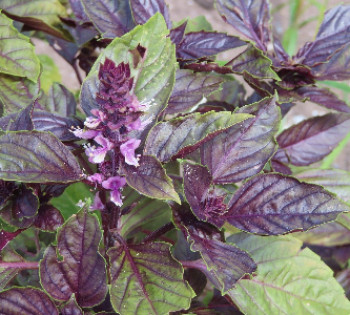 Ocimum basilicum - Fahéjillatú bazsalikom "Spice Boys Ararat" (min. 20 szem)