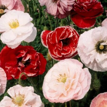 Papaver rhoeas - Díszpipacs "Dawn Chorus" (min. 50 szem)