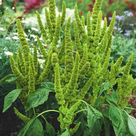 Amaranthus sanguineus nanus - Amaránt "Green thumb" (min 100 szem)