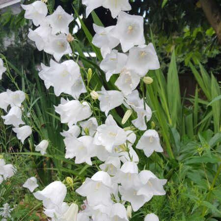 Campanula persicifolia - Baracklevelű harangvirág "White Bells" (min. 20 szem)