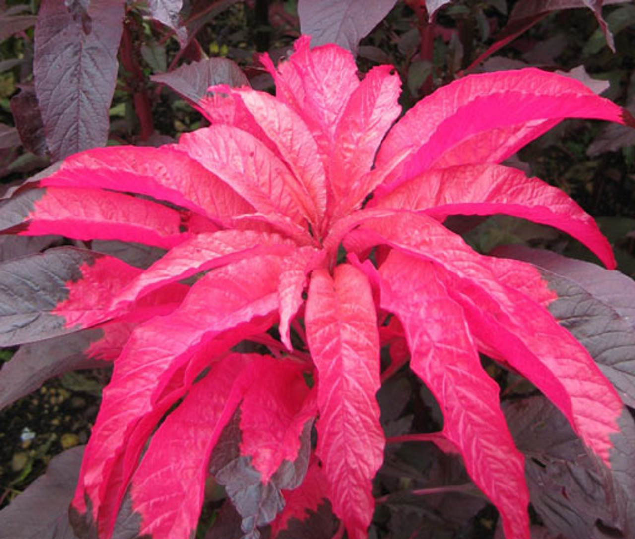 Amaranthus tricolor - Amaránt "Early splendor" (min. 20 szem)