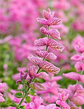 Salvia horminum - Egynyári zsálya "Pink Sunday" (min. 20 szem)