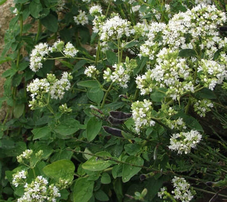 Origanum vulgare var. albiflorum - Fehér virágú oregánó (min. 40 szem)