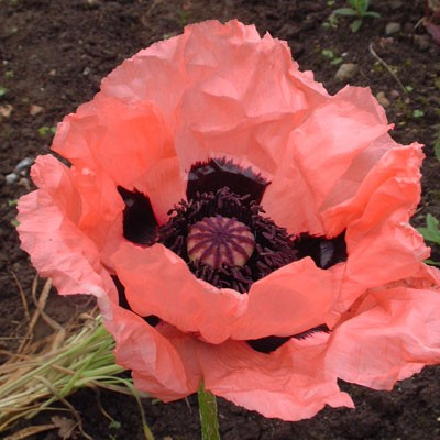 Papaver orientale - Évelő keleti mák "Prinzessin Victoria Louise" (min. 20 szem)