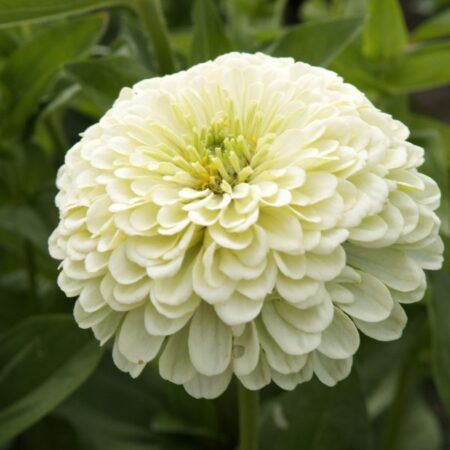 Zinnia elegans - Rézvirág "Dália virágú Isabellina" (min 20 szem)