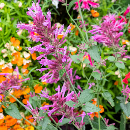 Agastache cana - Kolibrimenta "Heather Queen" (min. 10 szem mag)