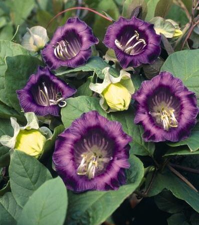 Cobaea scandens - Serleglonc (min. 10 szem)