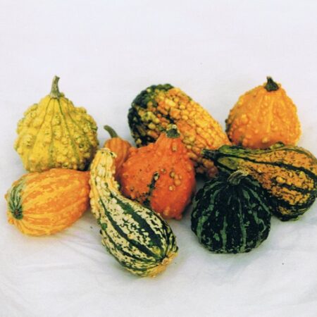 Cucurbita - Dísztök "Rücskös MIX" (min. 5 szem)