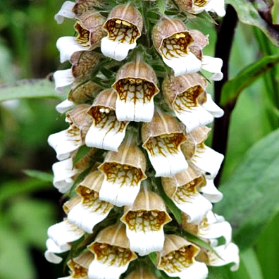 Digitalis lanata - Gyapjas gyűszűvirág "Café Créme"(min. 20 szem)