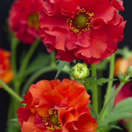Geum chiloense - Chilei gyömbérgyökér "Red Dragon" (min. 10 szem mag)