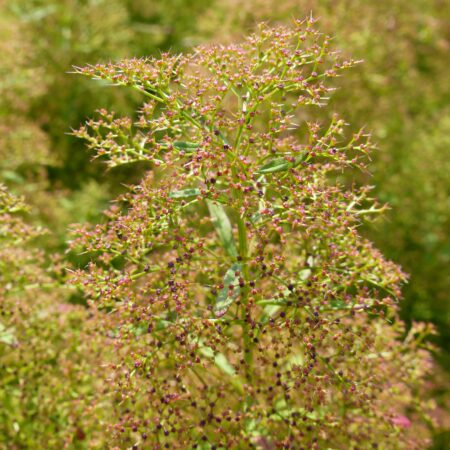 Teloxys aristata - Szálkás libatop (min. 10 szem)