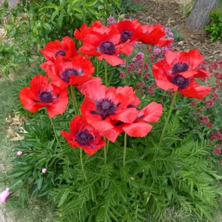 Papaver orientale - Évelő keleti mák "Beauty of Livermere" (min. 20 szem)