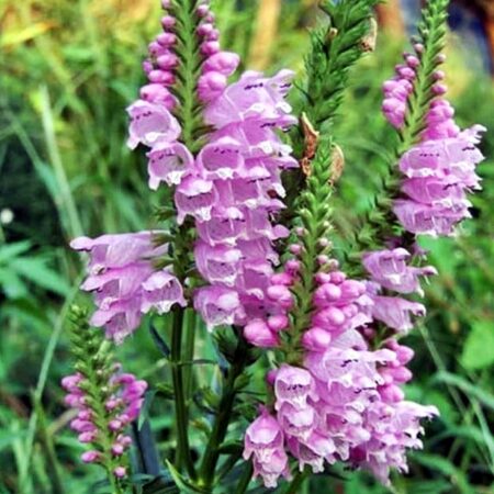 Physostegia virginiana GOLD N. - Rózsaszín füzérajak "Rosea" (min. 20 szem)